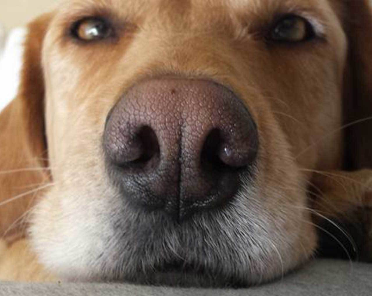 Medienfabrik-Hund, Entspannen Medienfabrik-Hund, Entspannen